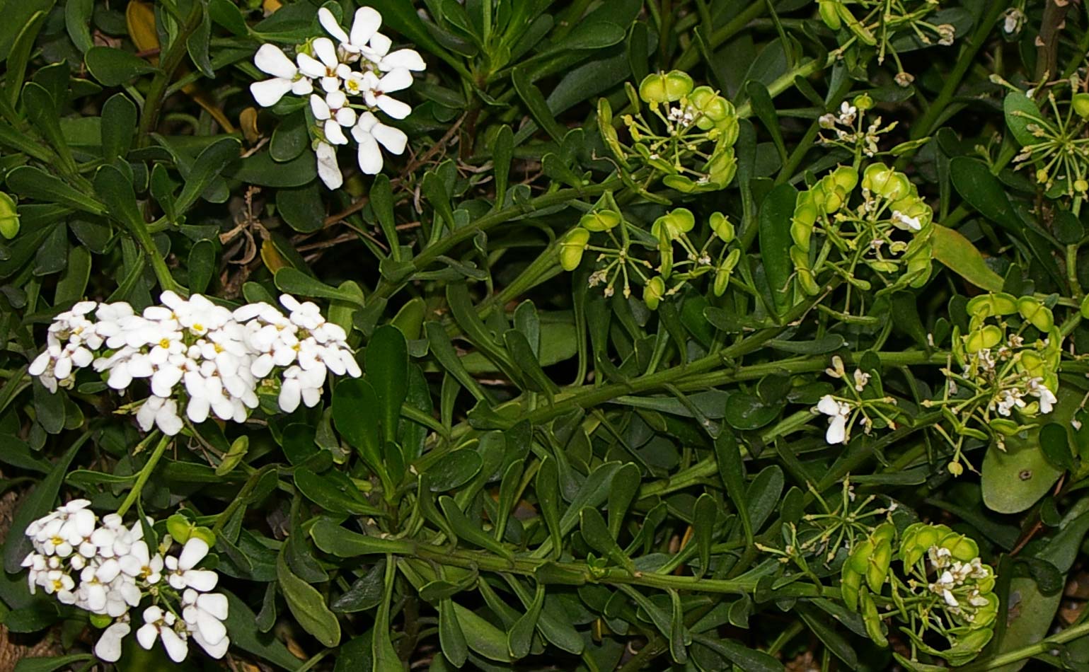 Iberis sempervirens